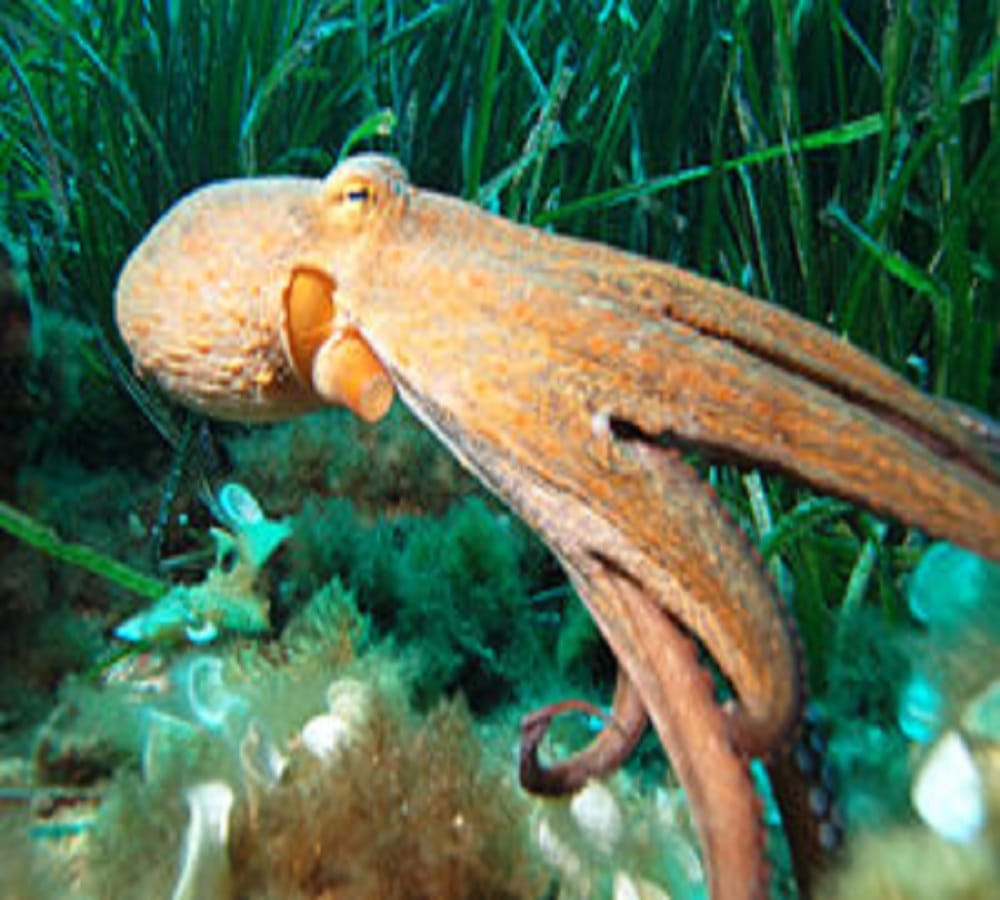 This is the eight arms sea monster 