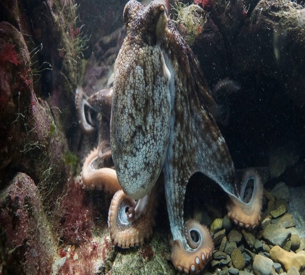 This is the eight arms sea monster 