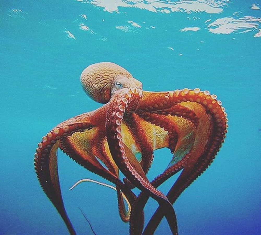 This is the eight arms sea monster 