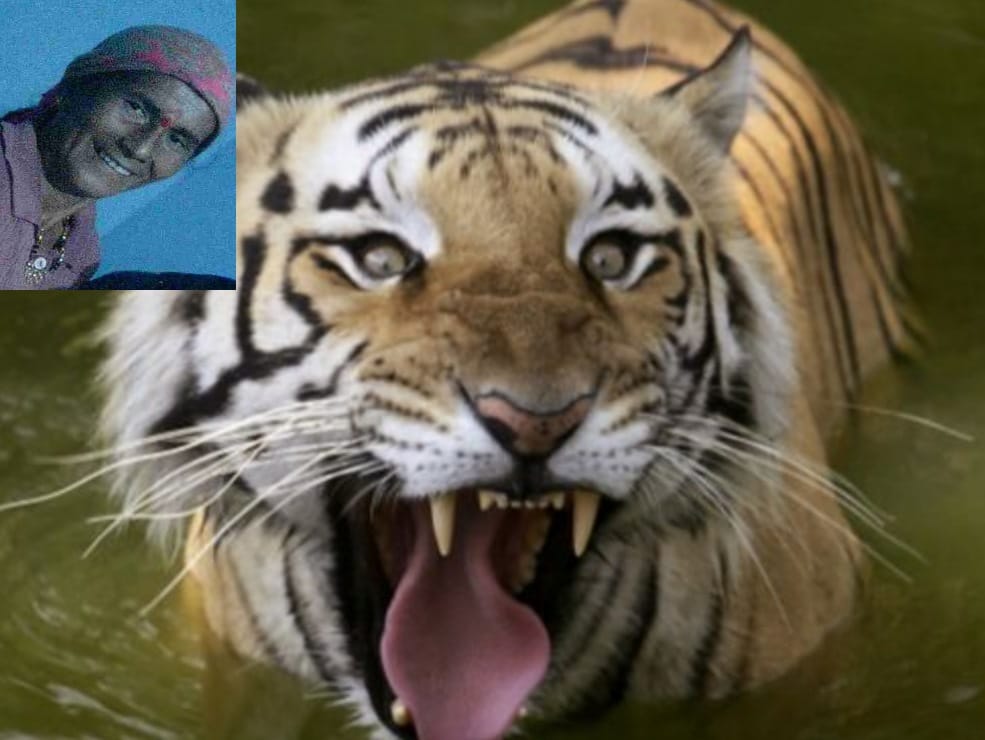 तेंदुए के हमले में एक घायल