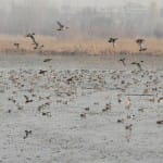 dal lake