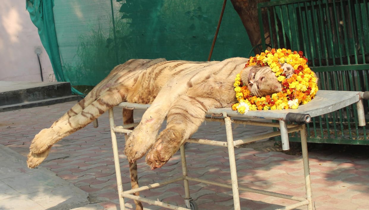 tiger aryan found dead in lucknow zoo