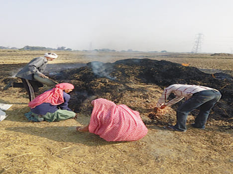 Paddy harvested as a result of fire