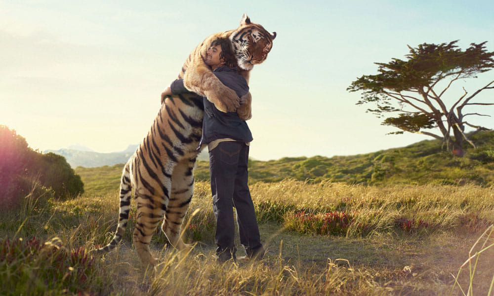 Treat the violent animals with love 