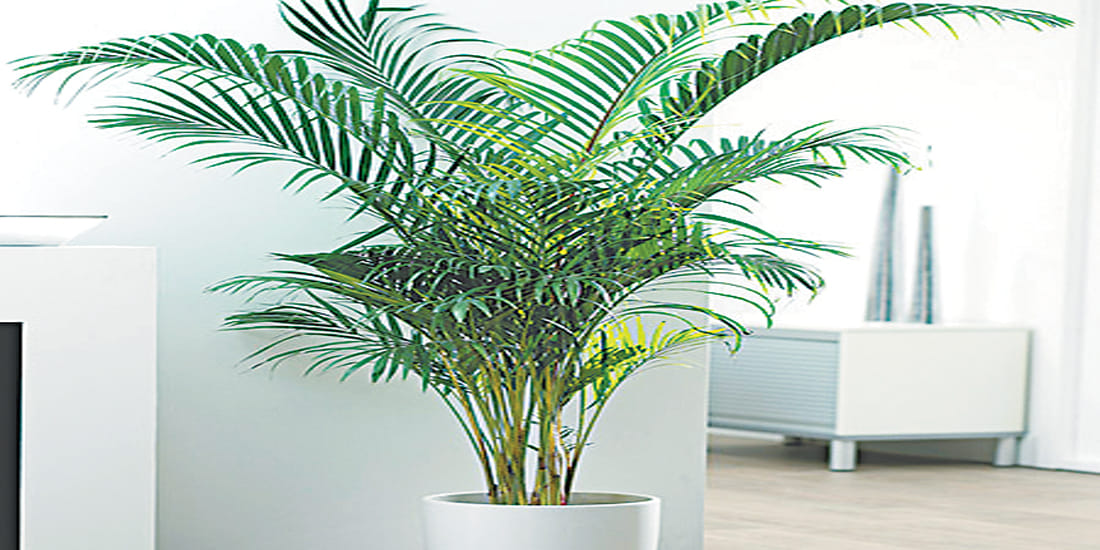 Perhaps you do not know the importance of these domestic plants