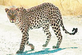 leopard attack on boy