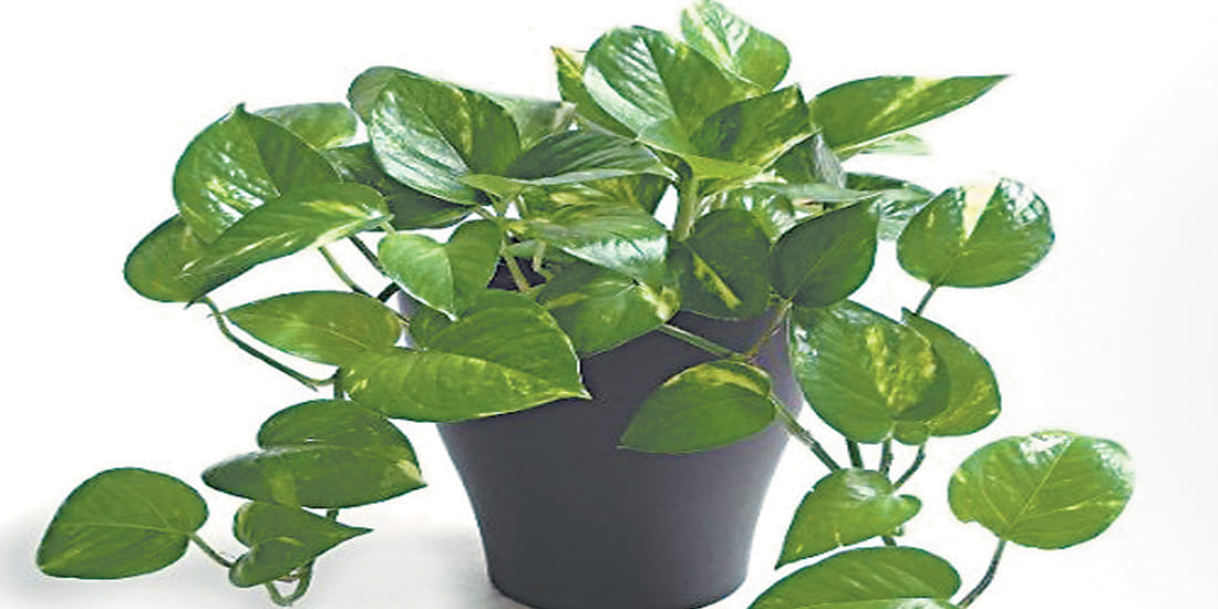 Vastu Tips Tor Money Know stealing money plant and planting is auspicious or inauspicious in Hindi