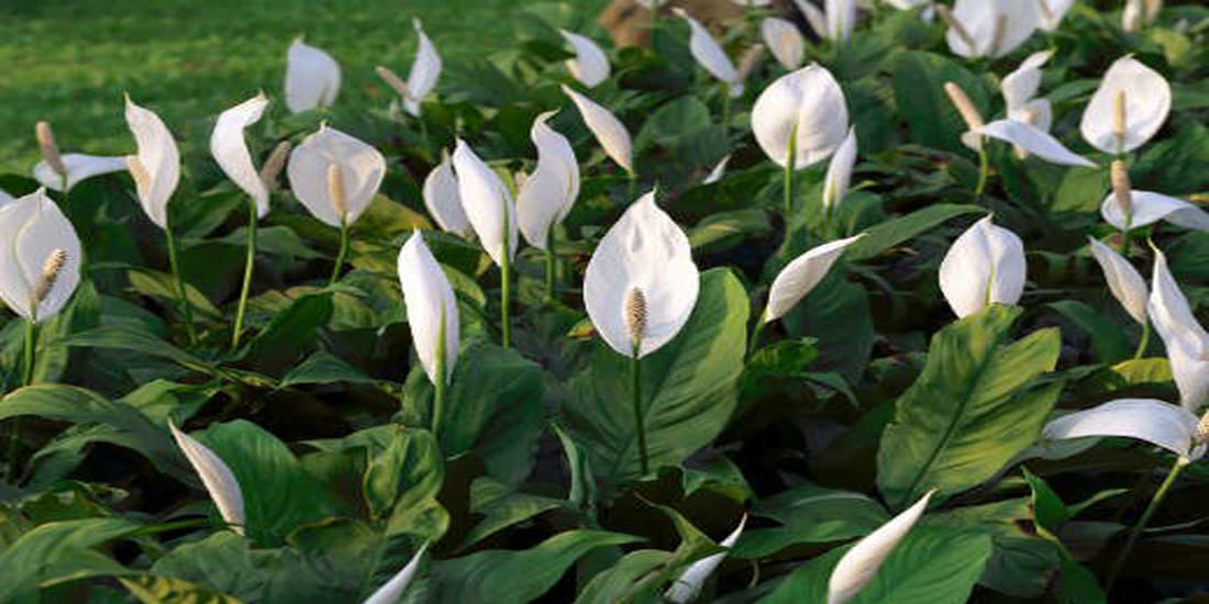 feng shui tips keep these 5 plants at your home according to feng shui vastu will remove every problem