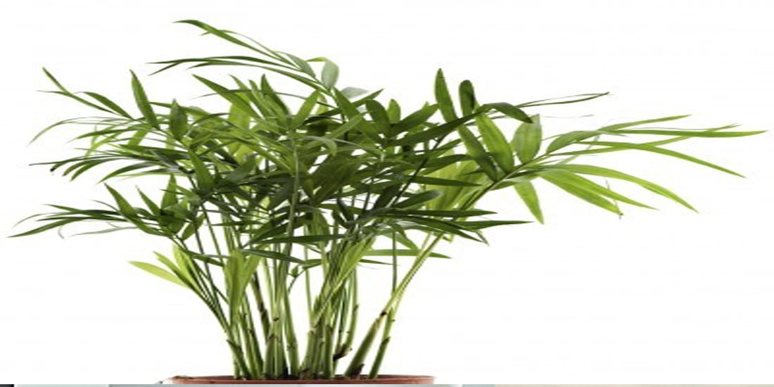 Perhaps you do not know the importance of these domestic plants