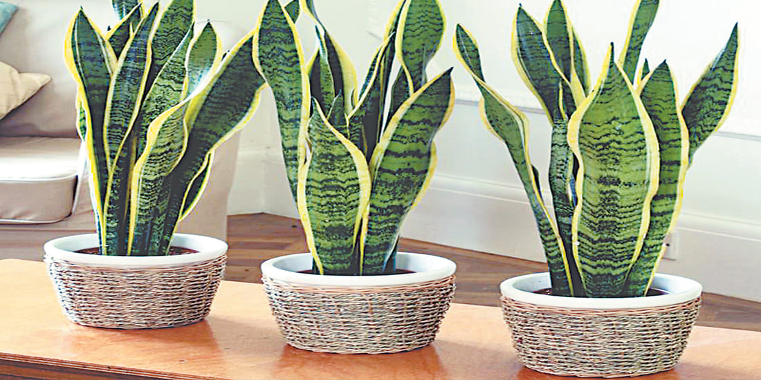 Perhaps you do not know the importance of these domestic plants