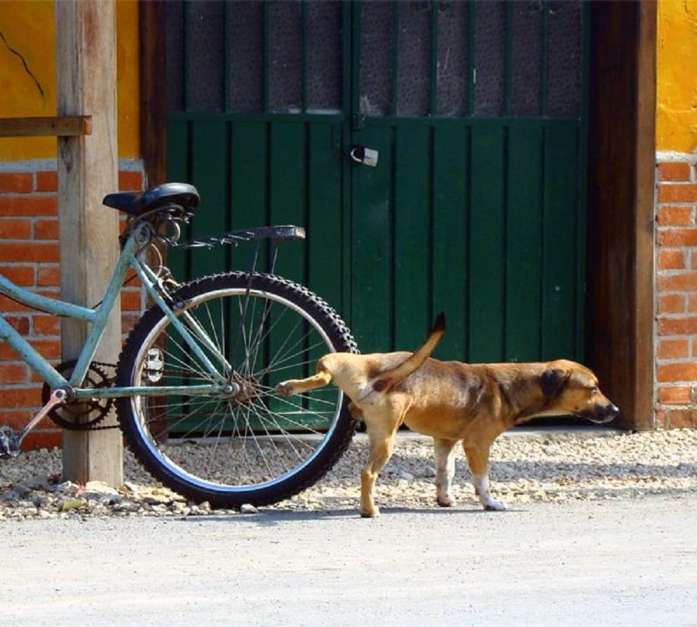This is the logical reason behind dogs peeing on cars tire 