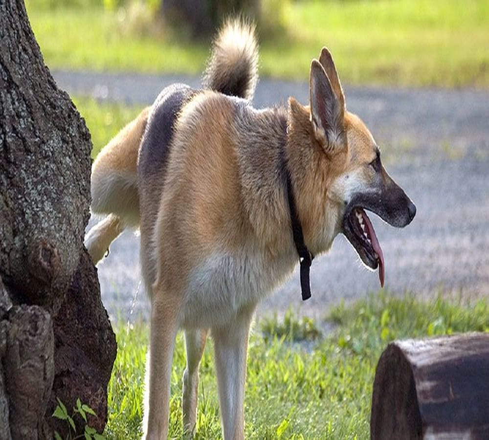 This is the logical reason behind dogs peeing on cars tire 