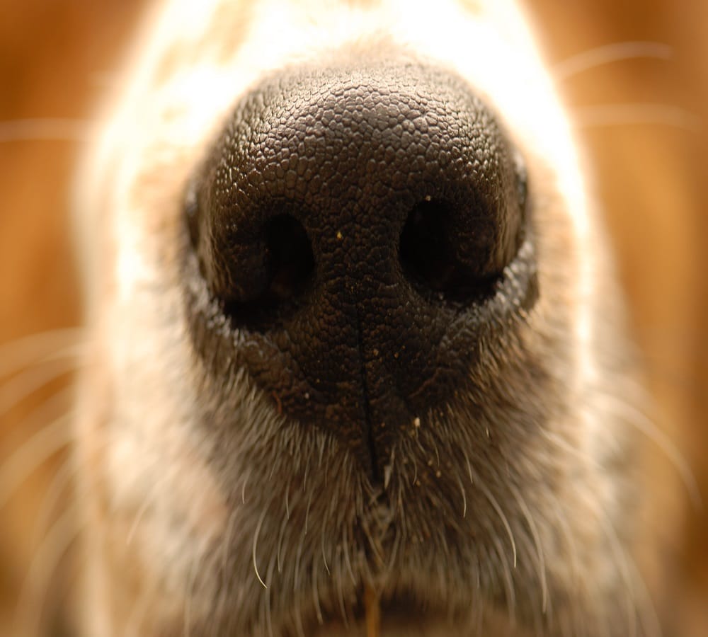 This is the logical reason behind dogs peeing on cars tire 