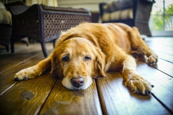 This is the logical reason behind dogs peeing on cars tire 