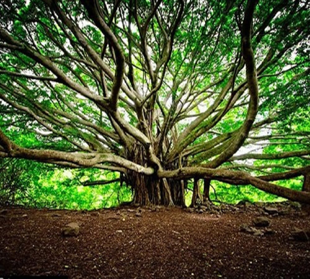 This tree will survive even after the destruction of the world
