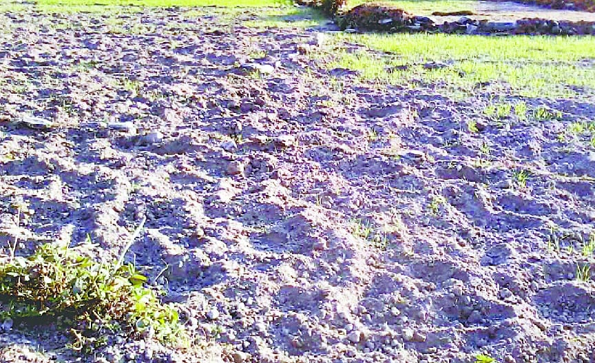 Pig farming