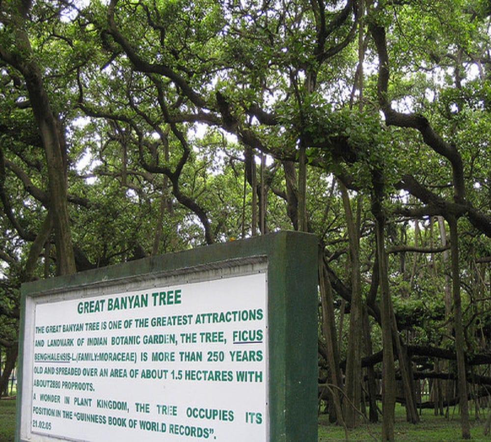 This tree will survive even after the destruction of the world