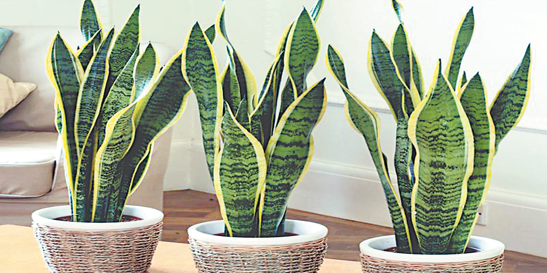 Perhaps you do not know the importance of these domestic plants