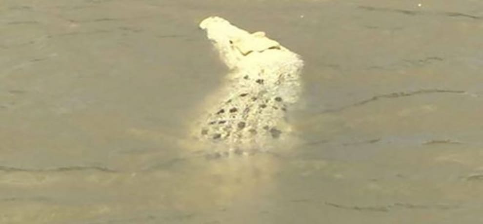 rare White crocodile spotted in Australia