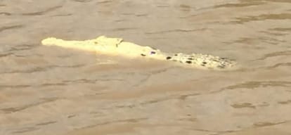 rare White crocodile spotted in Australia