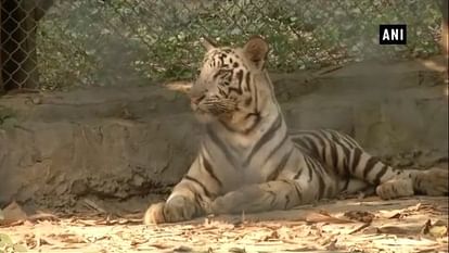 White Tiger ‘Aryan’ breathe his last breath in Lucknow Zoo