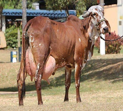 know about this cow breed four people get rid of milking