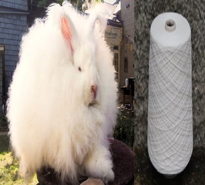 Know When did Wool Detection and woolen clothes comes in human life 