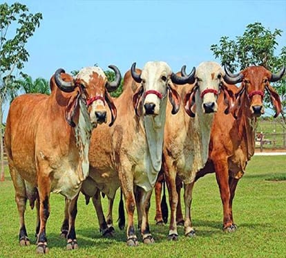 know about this cow breed four people get rid of milking