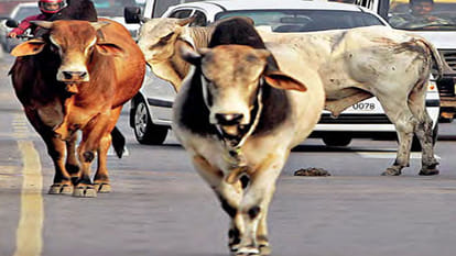 kids are able to go school because of this animal