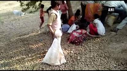 Watch: Potato ‘Bonanza’ for villagers after cold storage owner dumps potatoes on road
