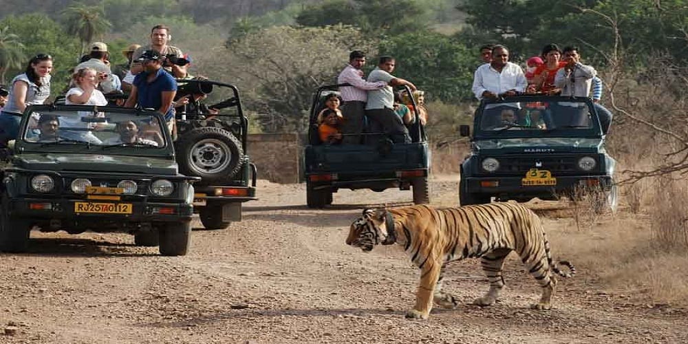 ranthambore ready to host full day safari for tourists standing committee objects it 