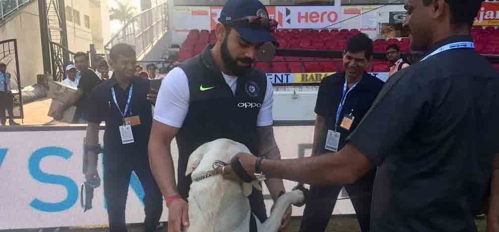 virat kohlis love affair with dog continues to be seen in nagpur