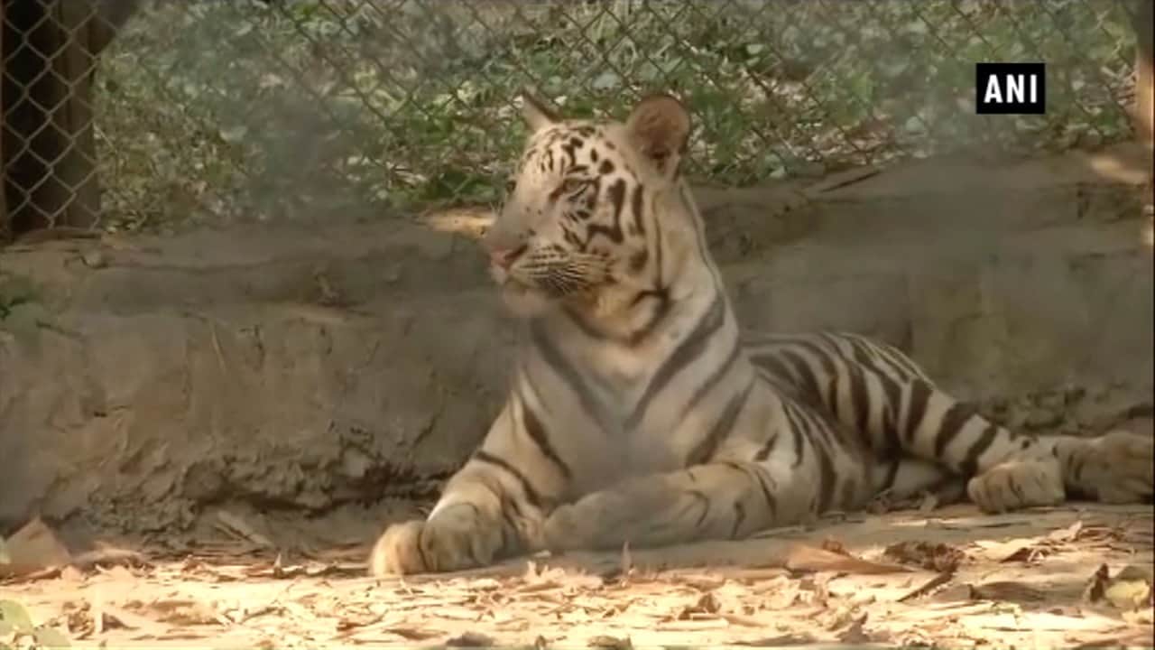 व्हाइट टाइगर