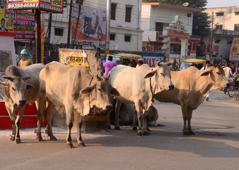 साड़ के हमले से महिला समेत तीन घाय