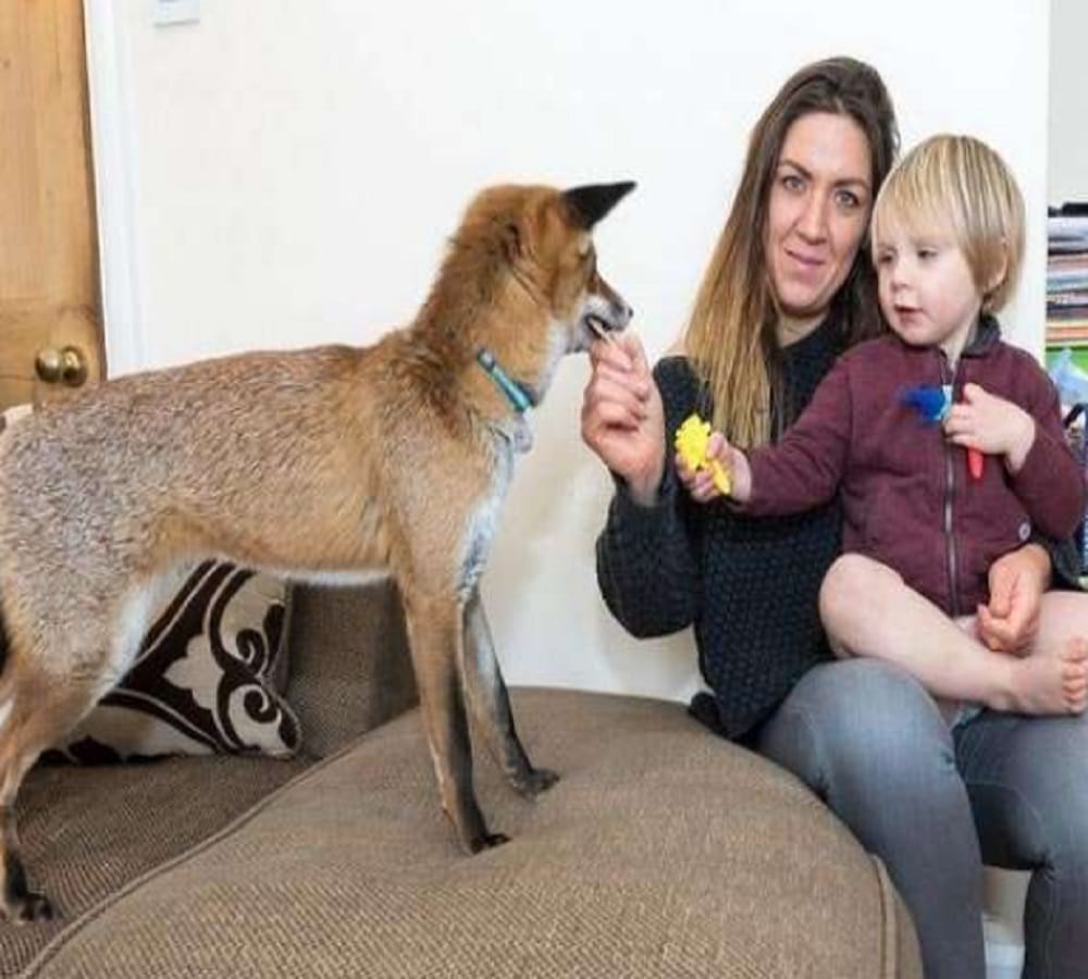 Cartoon character leave huge impact on lady she brings fox as pet for children 