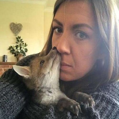 Cartoon character leave huge impact on lady she brings fox as pet for children 