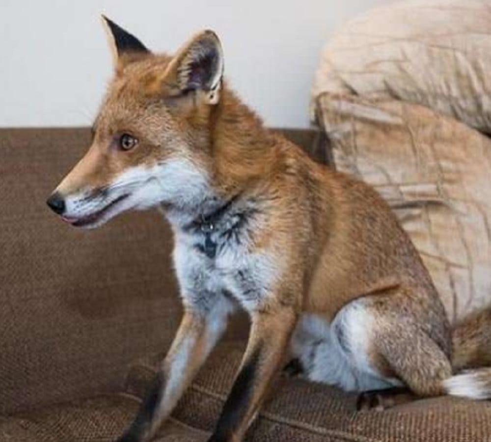 Cartoon character leave huge impact on lady she brings fox as pet for children 