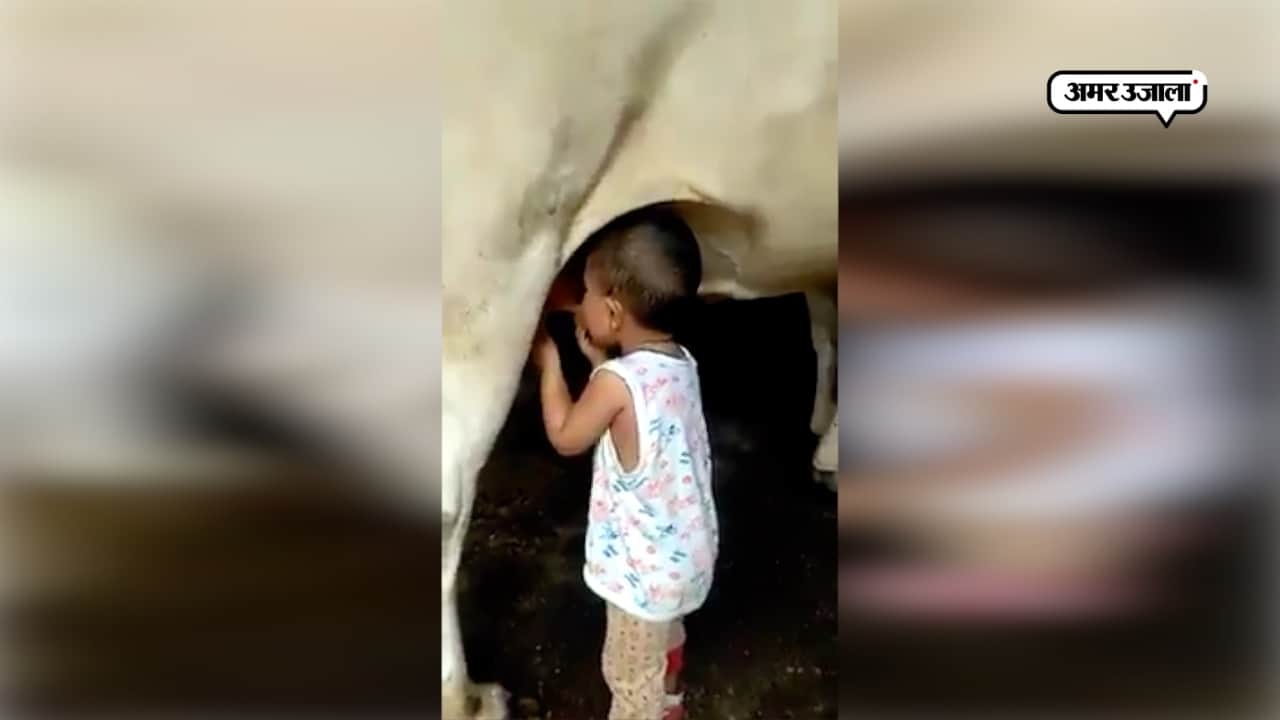 बच्चा और गाय
