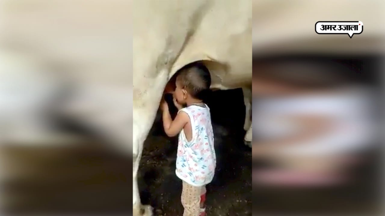 बच्चा और गाय