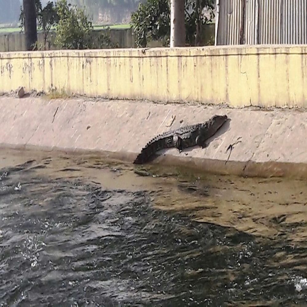 crocodiles came out from river chambal to take sun bath 