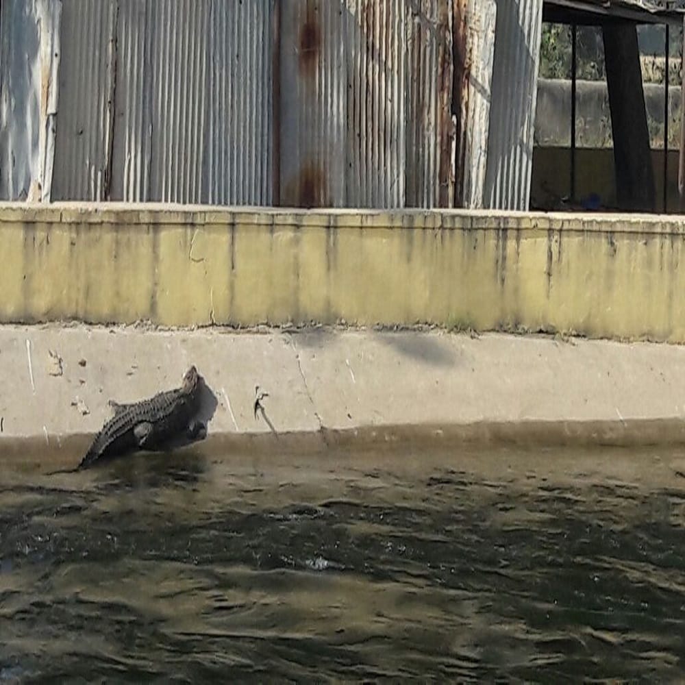 crocodiles came out from river chambal to take sun bath 