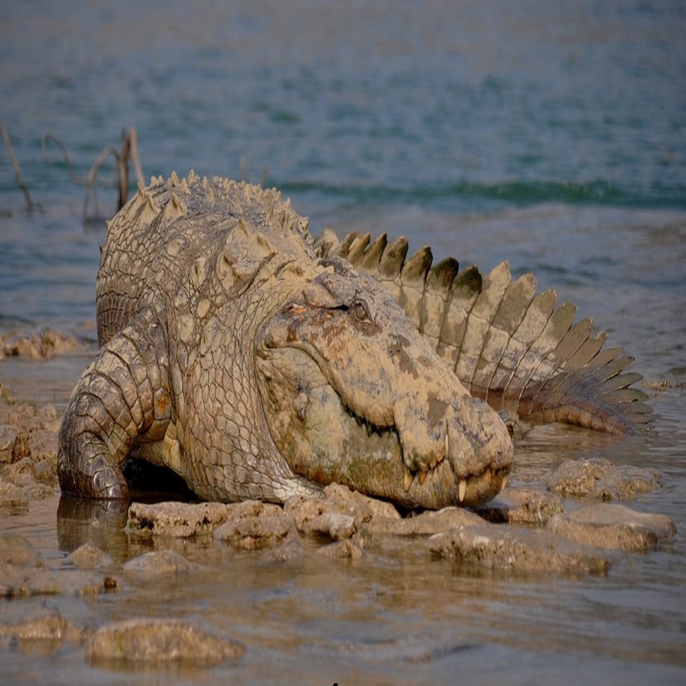 crocodiles came out from river chambal to take sun bath 