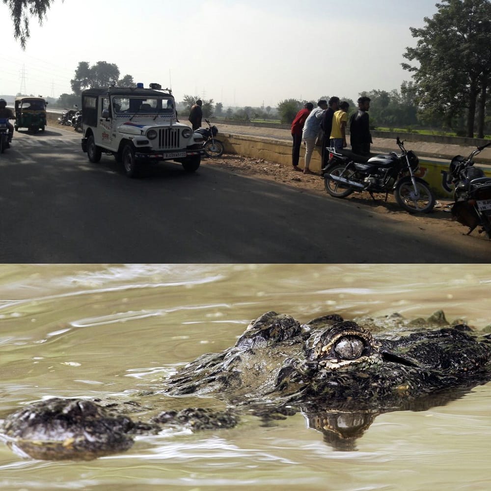 crocodiles came out from river chambal to take sun bath 