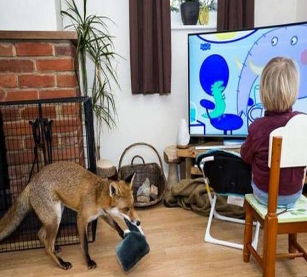 Cartoon character leave huge impact on lady she brings fox as pet for children 