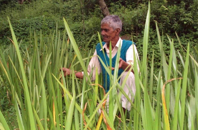 Mahkega Champawat district by the fragrance of sandalwood