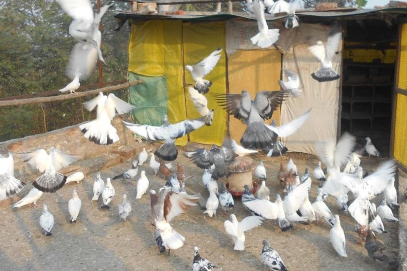 कबूतरबाजी में झिंझाई के विमल रहे विजेता
