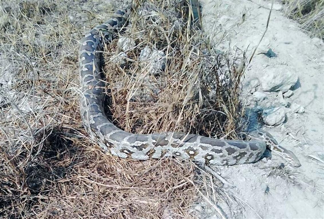 Six feet long Python found in sadabad