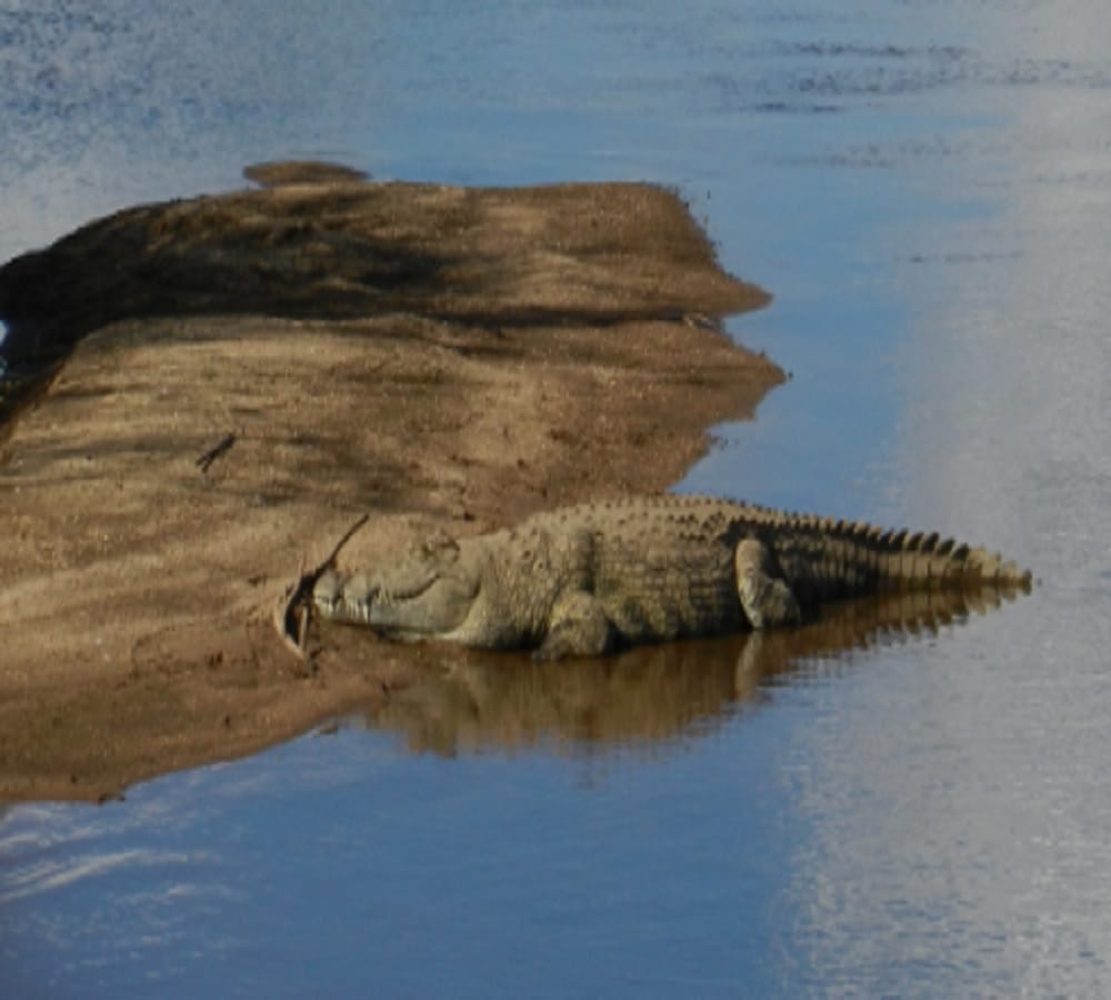 Man feeding crocodile video goes viral on Internet