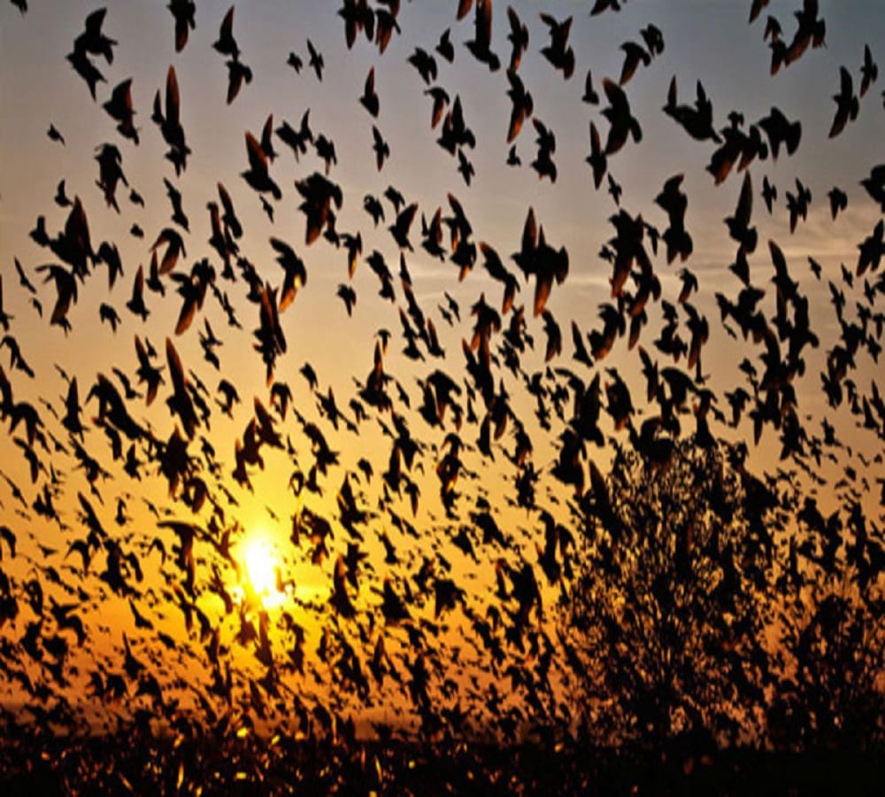 Suicide Point Of Birds at Jatinga Valley in Assam 