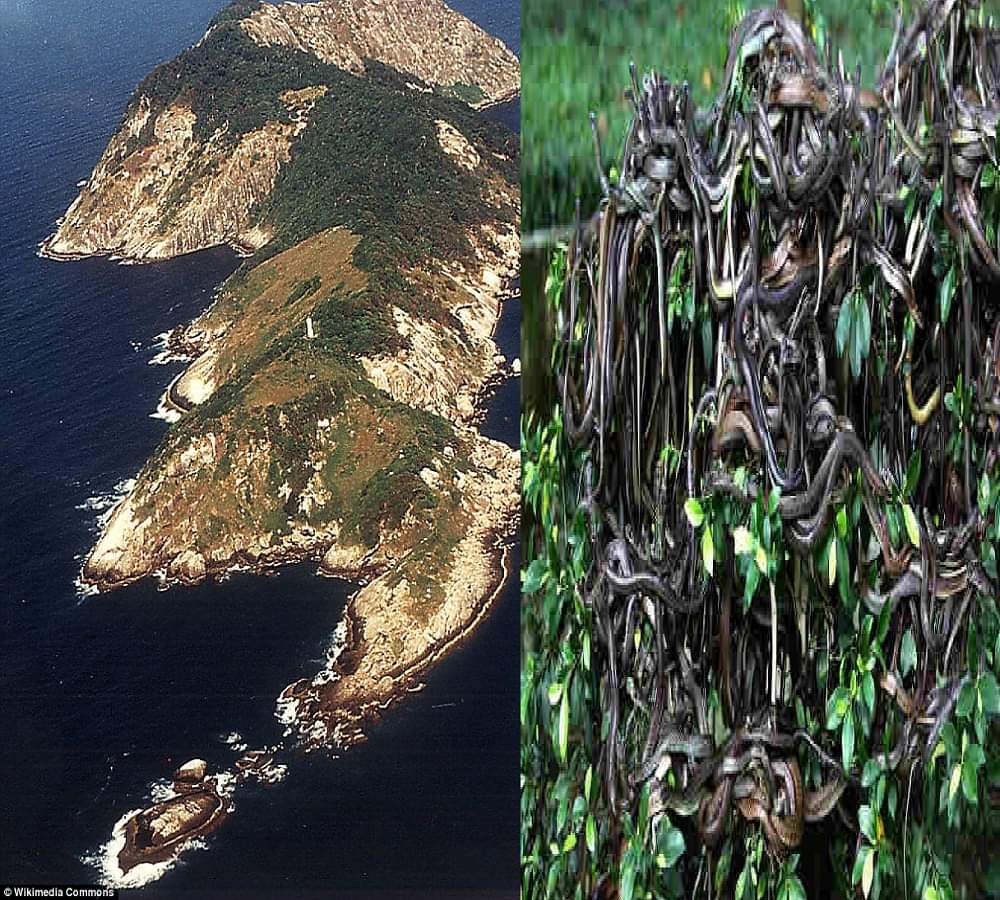 Stay away from this worlds deadliest snake island